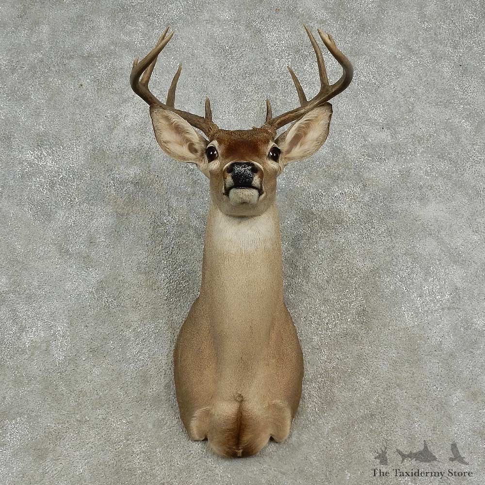 Whitetail Deer Shoulder Mount For Sale #16959 @ The Taxidermy Store