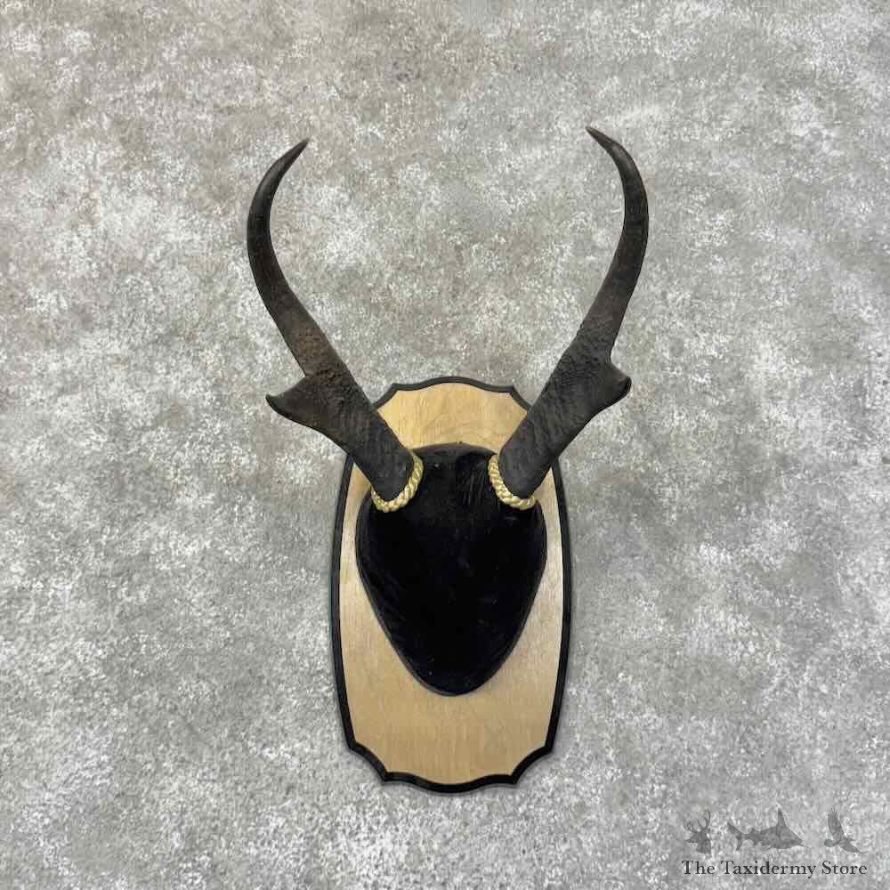 Pronghorn Plaque Mount For Sale #31312 @ The Taxidermy Store