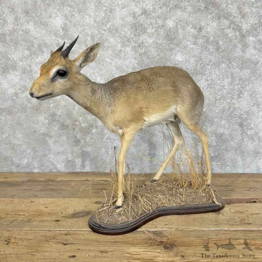 Kirks Dik-Dik Life-Size Mount For Sale #31148 @ The Taxidermy Store