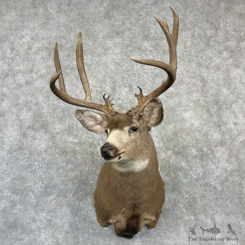 Mule Deer Shoulder Mount For Sale #27139 @ The Taxidermy Store