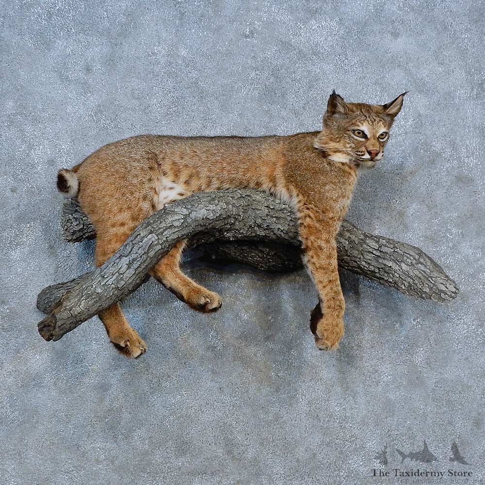 Bobcat Life-Size Mount For Sale #15310 @ The Taxidermy Store