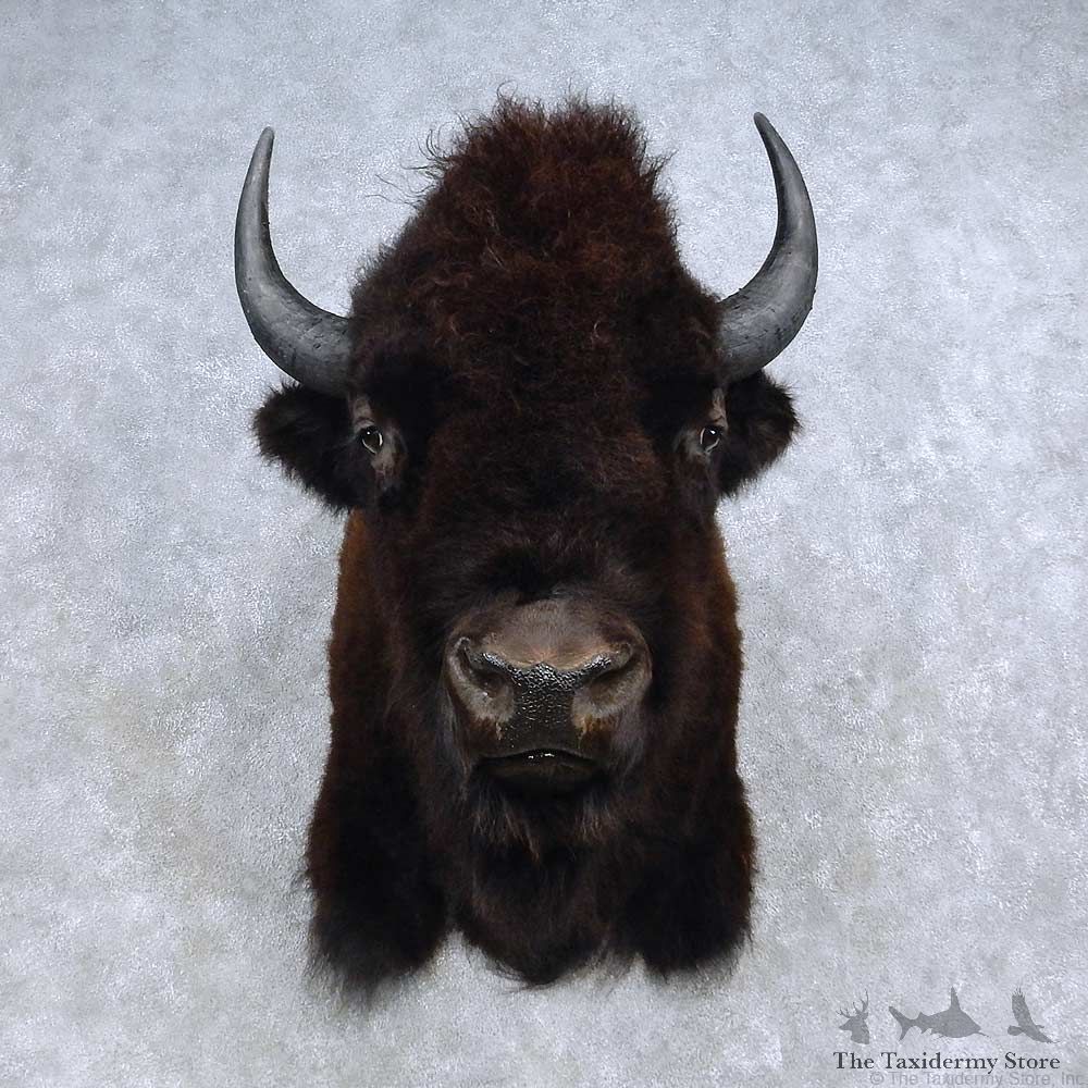 American Buffalo Bison Shoulder Mount For Sale #14599 @ The Taxidermy Store