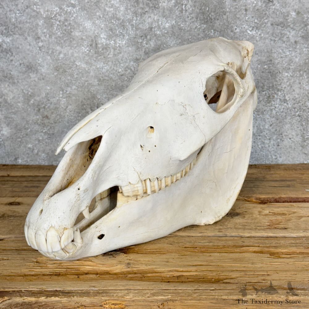 African Burchell's Zebra Skull Mount For Sale #28963 @ The Taxidermy Store