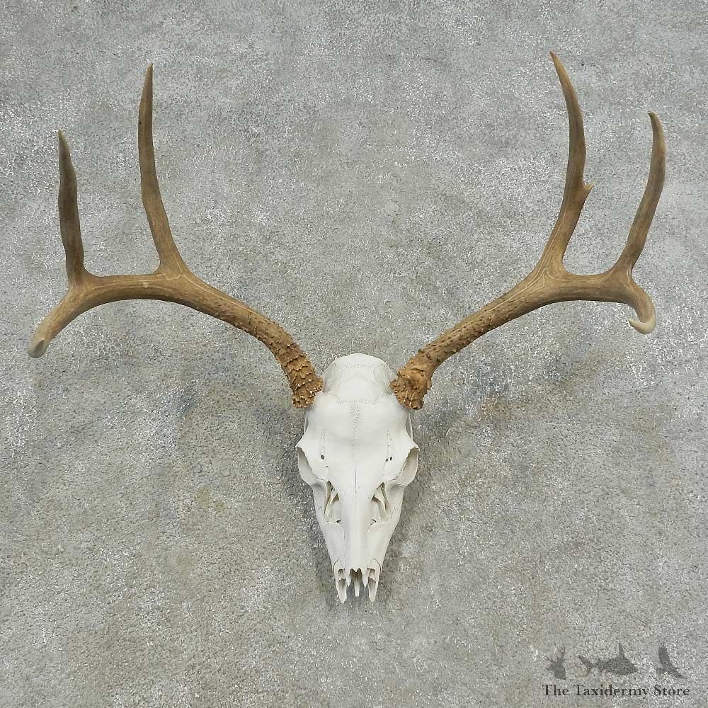 Mule Deer Skull European Mount For Sale #16630 @ The Taxidermy Store
