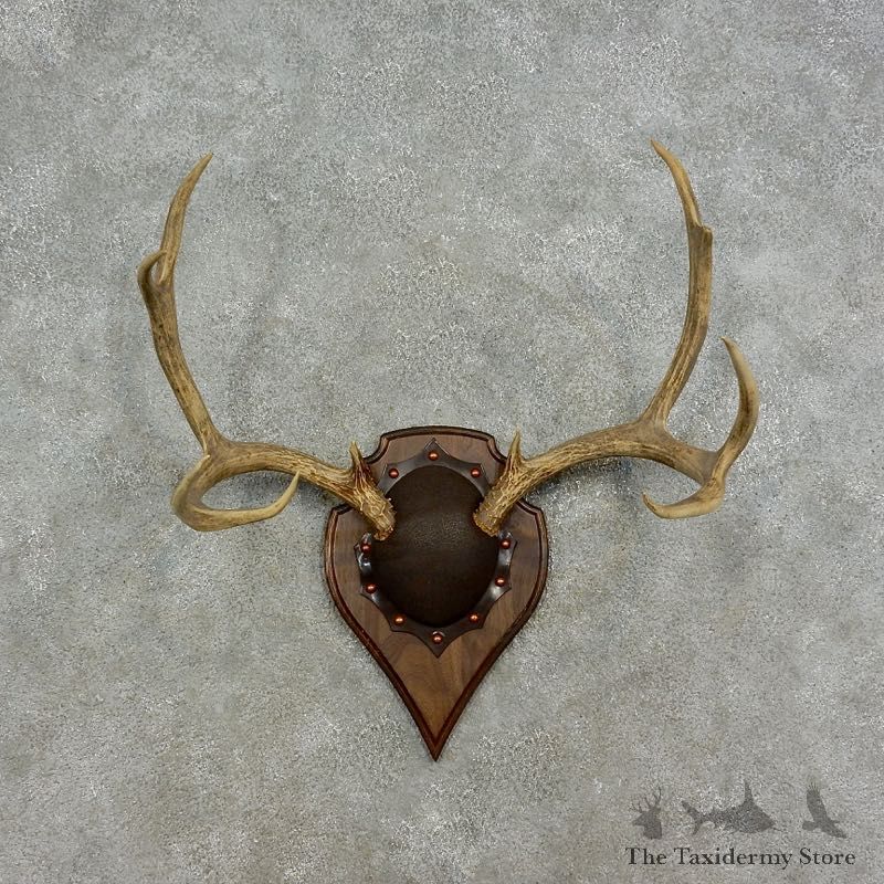 Mule Deer Taxidermy European Antler Plaque #17079 For Sale @ The Taxidermy Store
