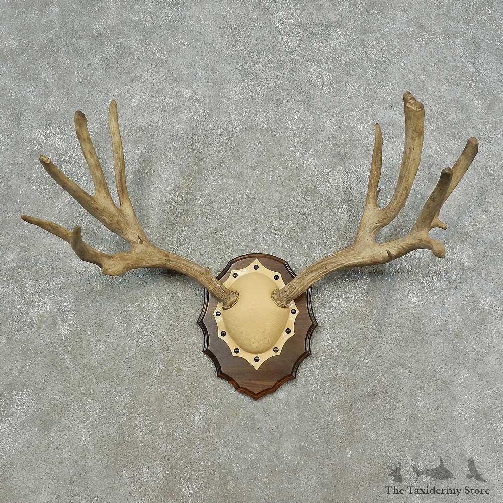 Mule Deer Antler Plaque Mount For Sale #16746 @ The Taxidermy Store