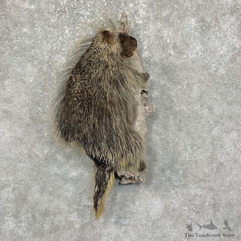 Porcupine Life-Size Taxidermy Mount For Sale #25239 @ The Taxidermy Store
