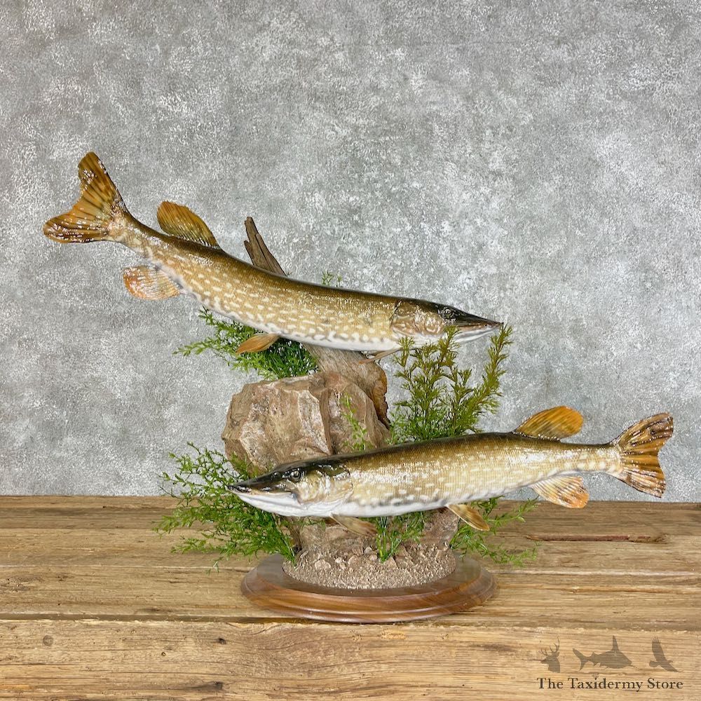 Northern Pike Fish Taxidermy Mount For Sale #25462 @ The Taxidermy Store