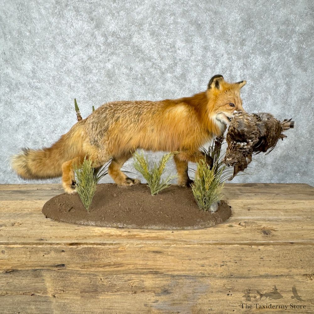 Red Fox With Grouse Life-Size Mount For Sale #29532 @ The Taxidermy Store