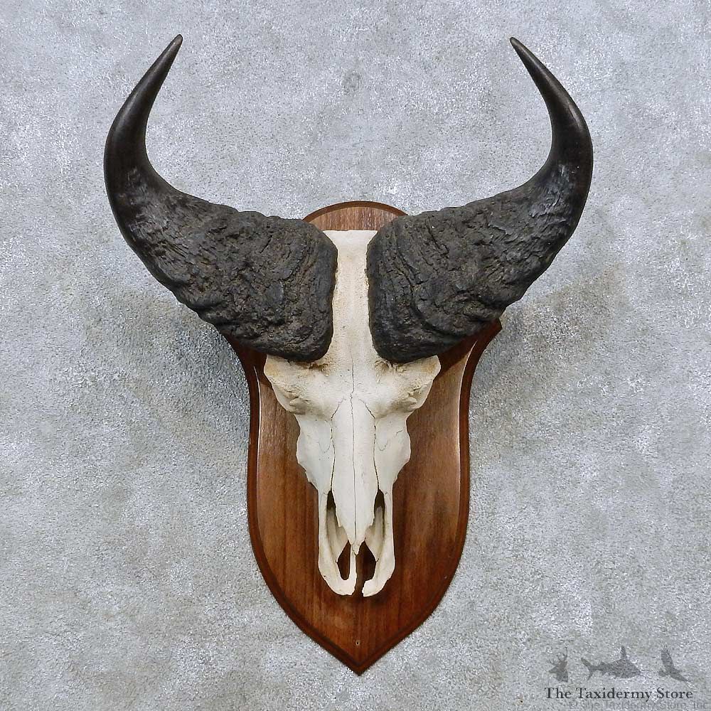 Savanna Buffalo Skull European Mount For Sale #14529 @ The Taxidermy Store