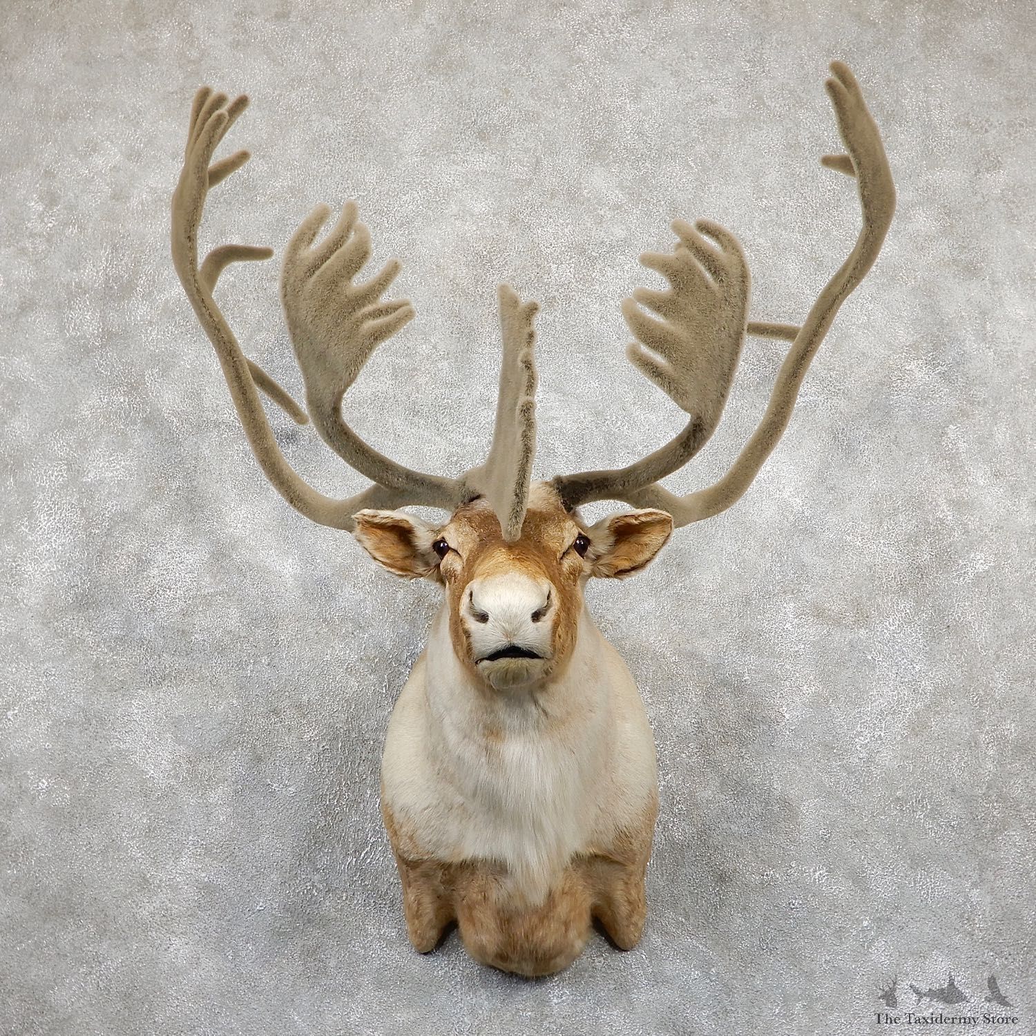 Quebec Labrador Caribou Shoulder Mount For Sale #19497 @ The Taxidermy Store