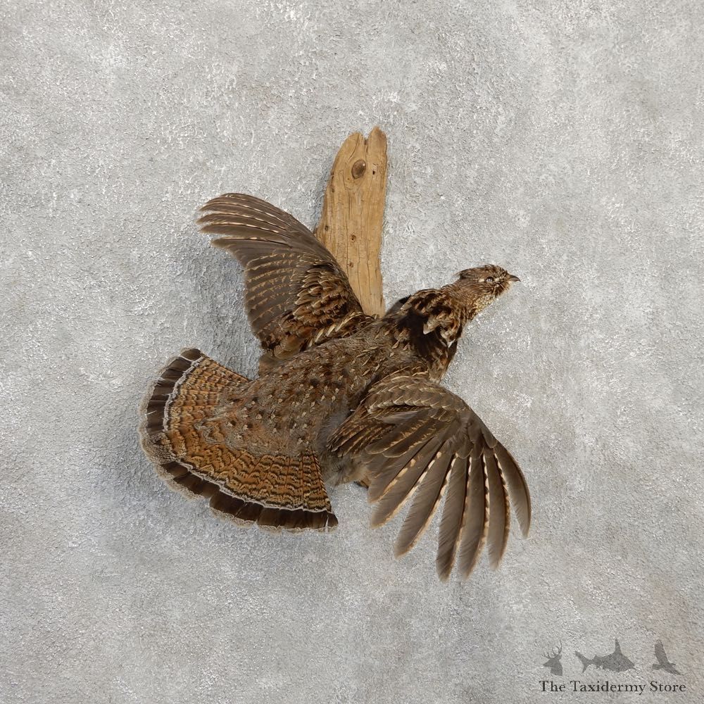 Ruffed Grouse Bird Mount For Sale #20285 @ The Taxidermy Store