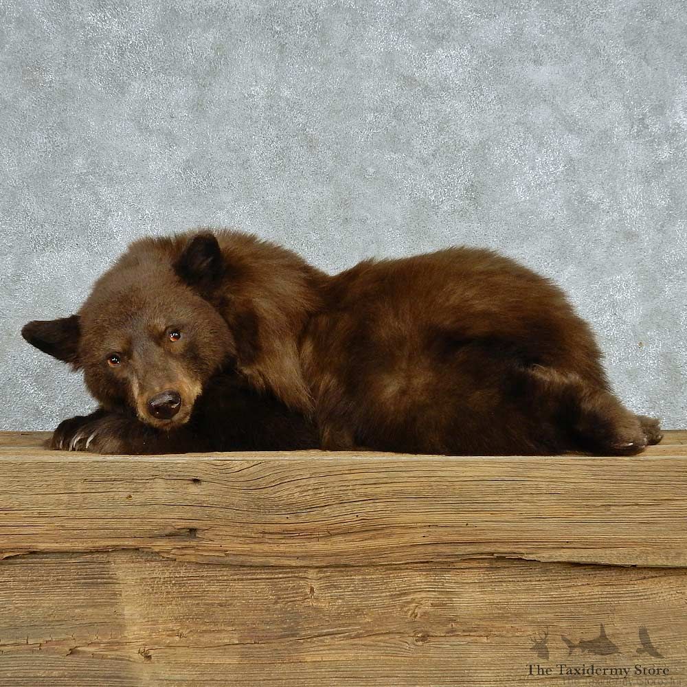 Laying Cinnamon Bear Cub Mount #13627 For Sale @ The Taxidermy Store