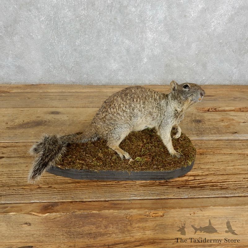 Grey Squirrel Life-Size Mount For Sale #18010 @ The Taxidermy Store