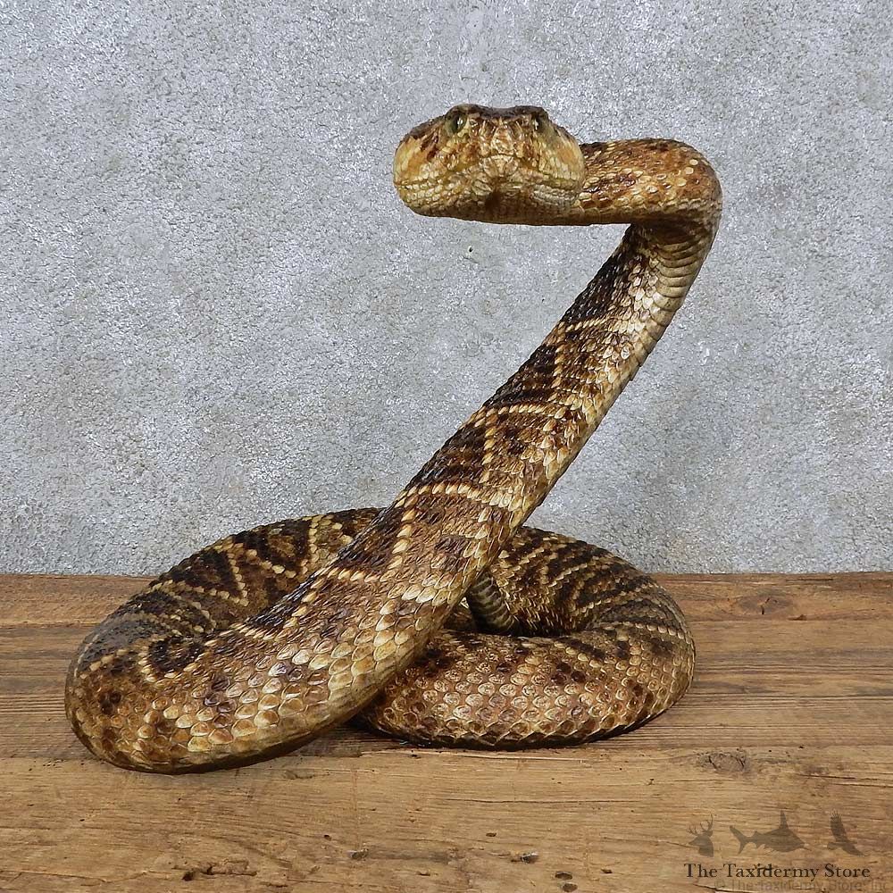 Eastern Diamondback Rattlesnake Mount For Sale #15601 @ The Taxidermy Store