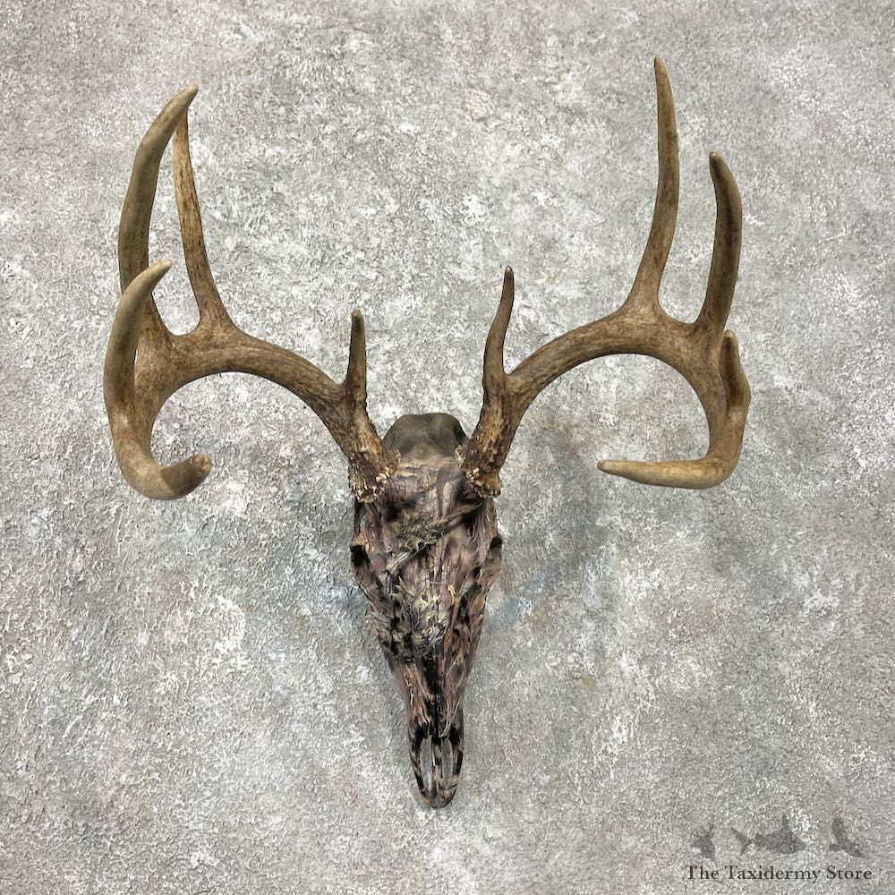 Whitetail Deer Dipped Skull Mount For Sale #26241 @ The Taxidermy Store