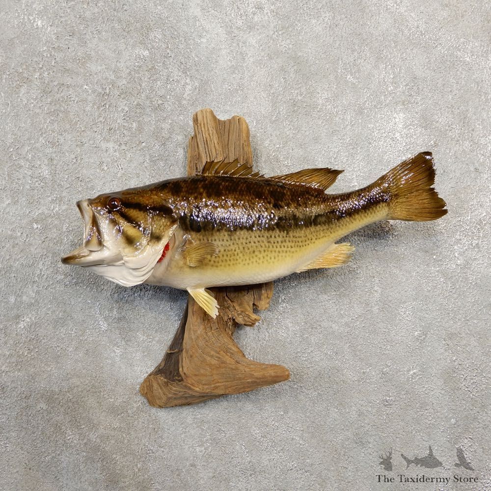 Largemouth Bass Fish Mount For Sale #20571 @ The Taxidermy Store