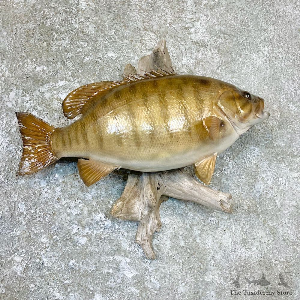 Smallmouth Bass Fish Mount For Sale #26705 @ The Taxidermy Store