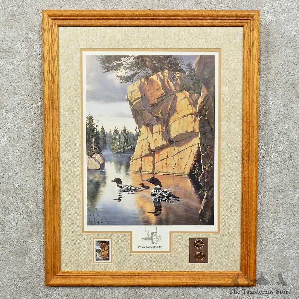 Loon Print For Sale #15752 @ The Taxidermy Store