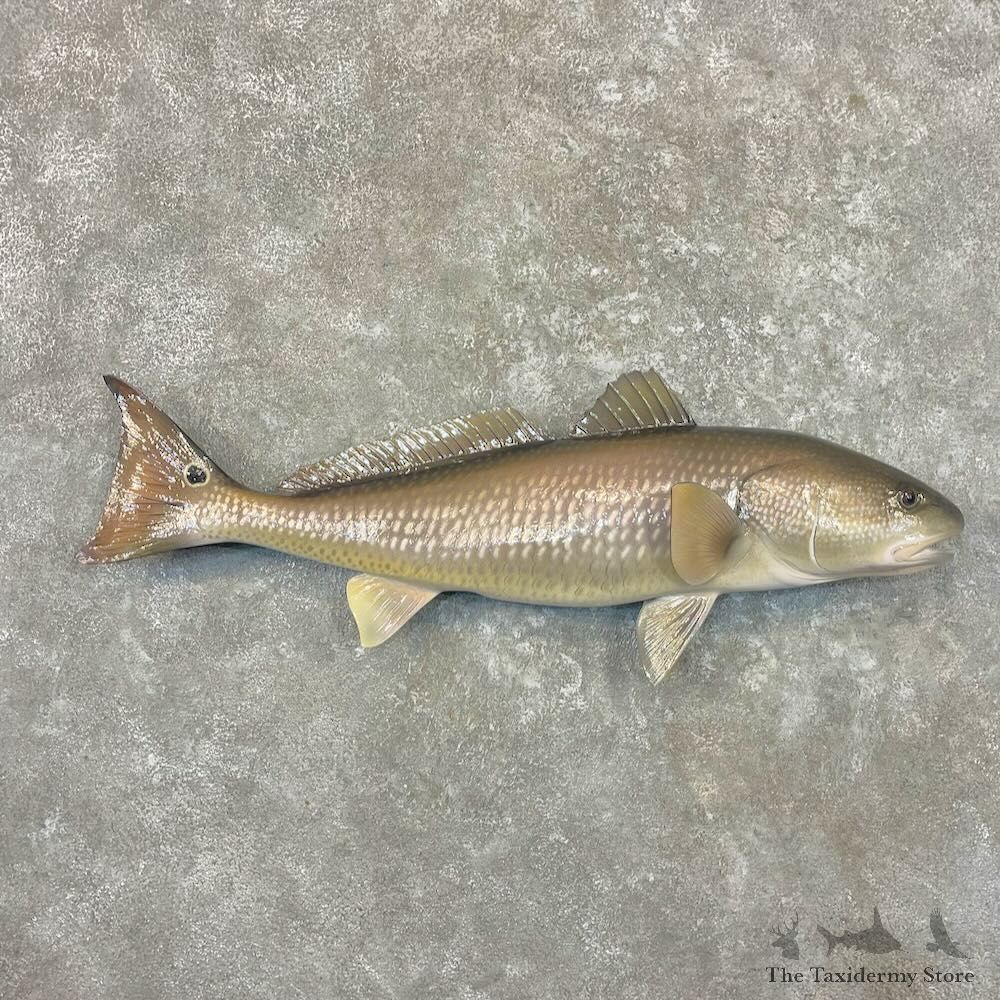 Redfish Fish Mount For Sale #27703 - The Taxidermy Store