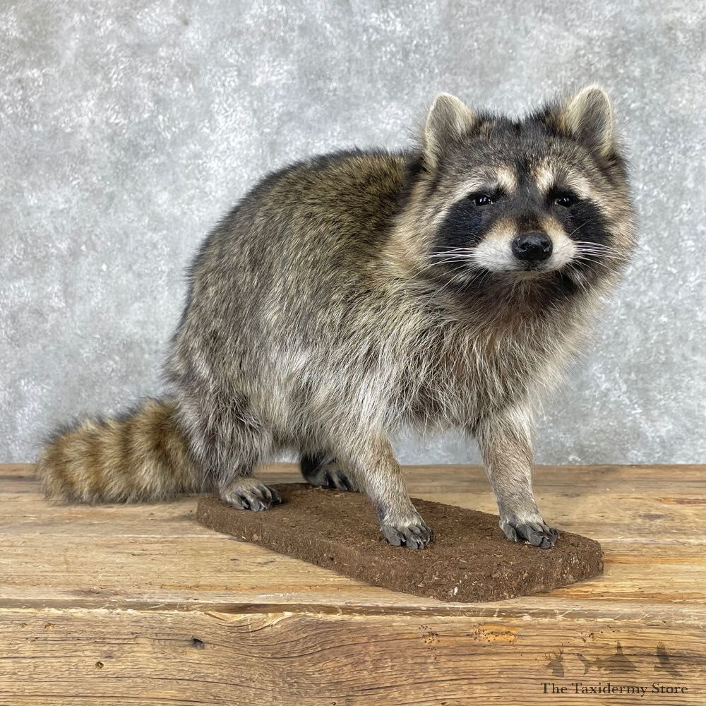 Raccoon Life-Size Mount For Sale #24061 @ The Taxidermy Store