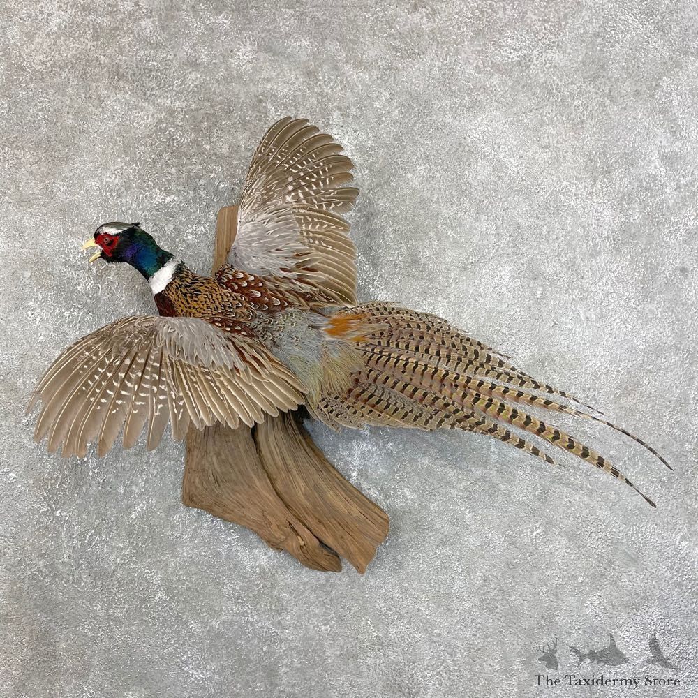 Ringneck Pheasant Bird Mount For Sale #24208 @ The Taxidermy Store