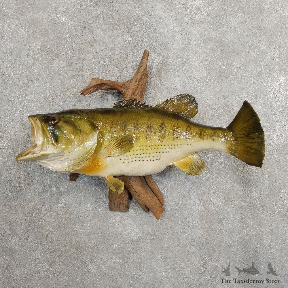 Largemouth Bass Fish Mount For Sale #20902 @ The Taxidermy Store