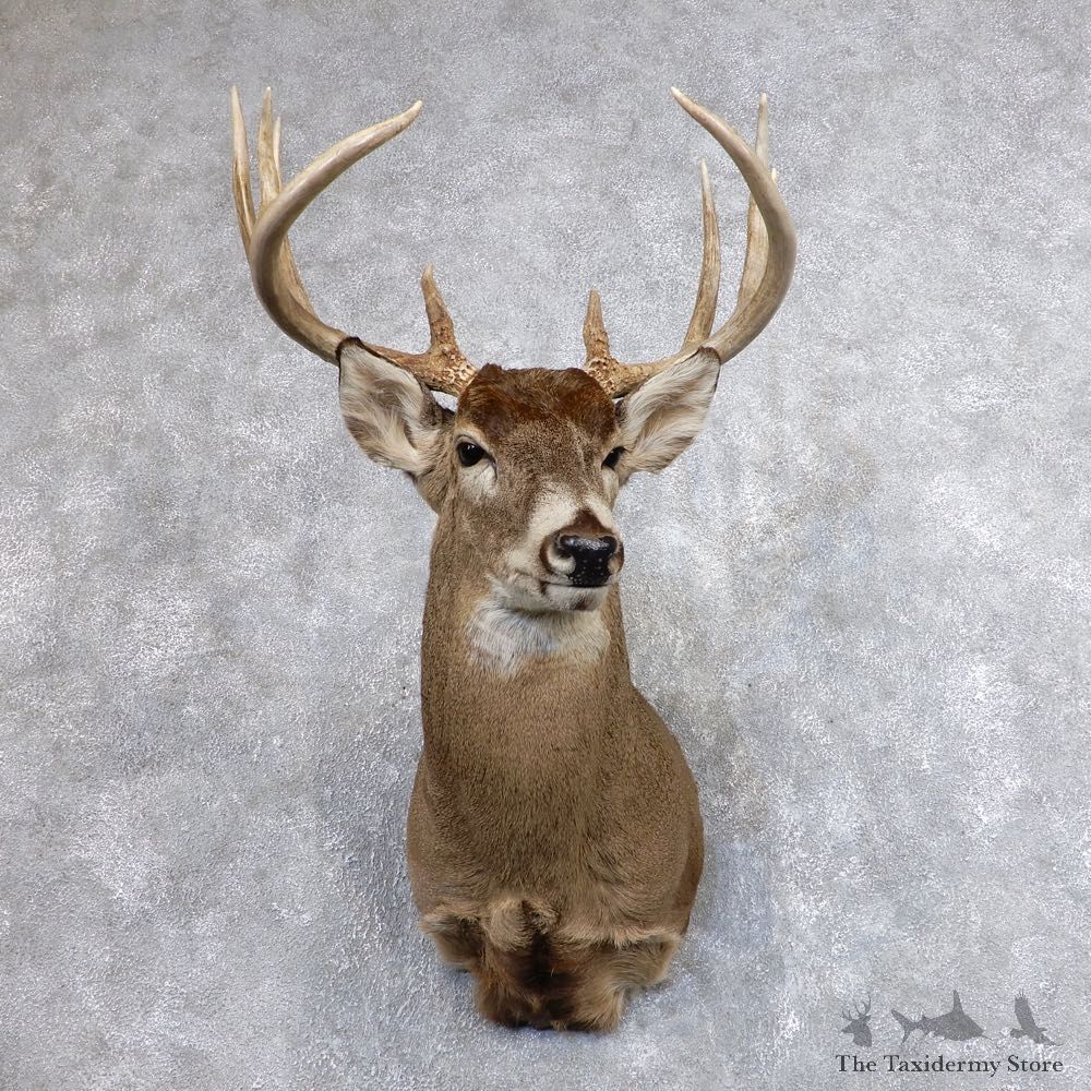 Whitetail Deer Shoulder Mount For Sale #18625 @ The Taxidermy Store