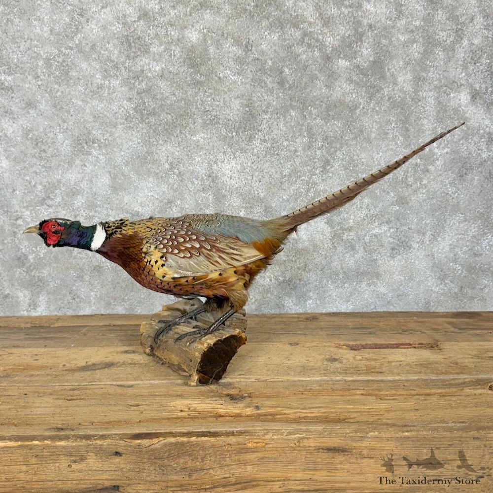 Ringneck Pheasant Bird Mount For Sale #29834 @ The Taxidermy Store
