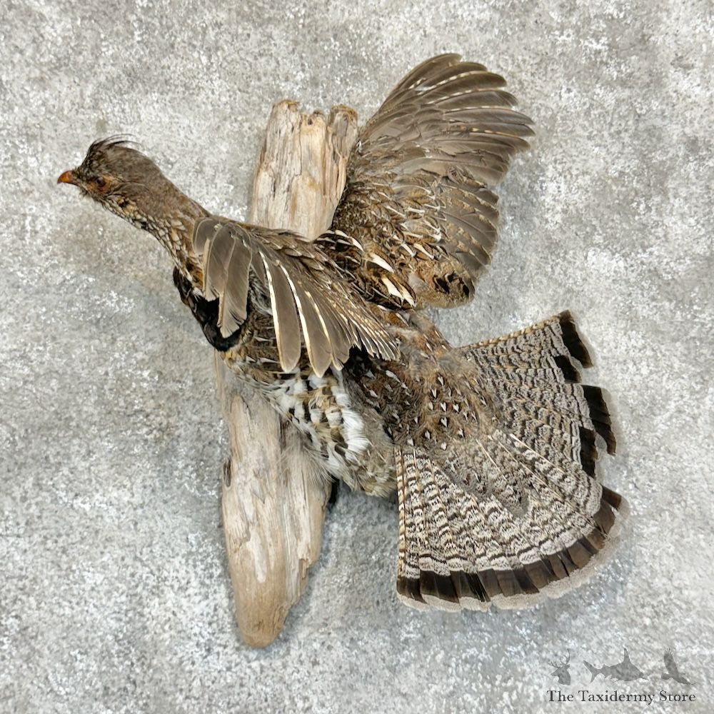 Ruffed Grouse Bird Mount For Sale #29636 @ The Taxidermy Store