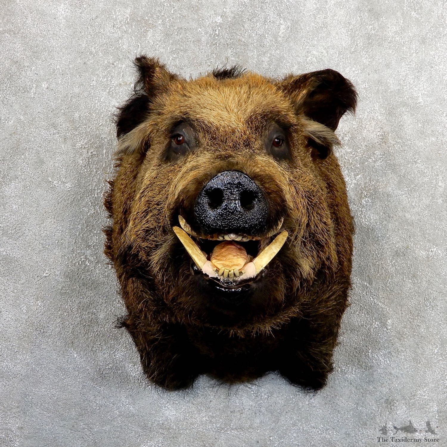 Wild Boar Shoulder Mount For Sale #19640 @ The Taxidermy Store