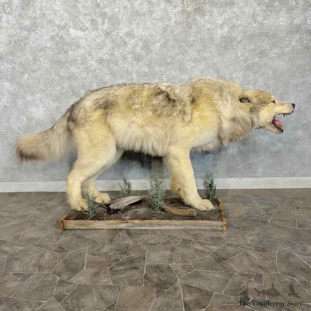 Canadian Grey Wolf Life Size Mount For Sale #31783 @ The Taxidermy Store