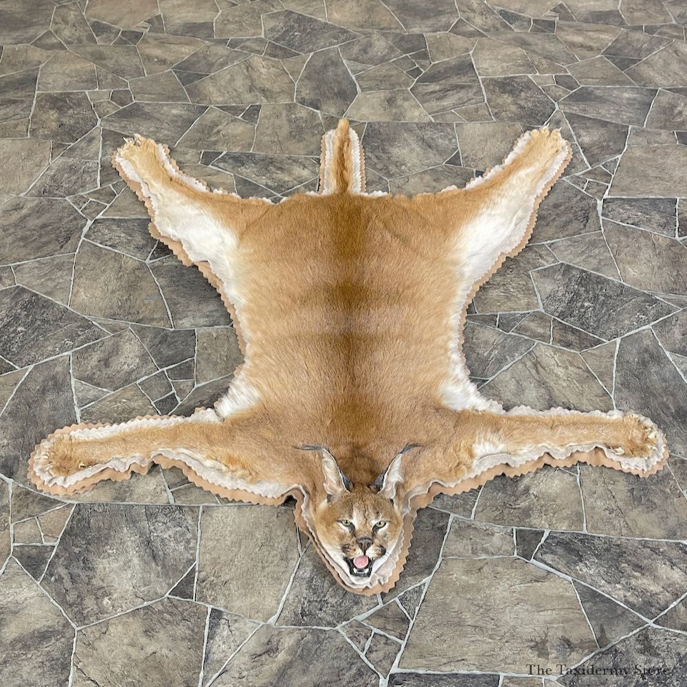 African Caracal Cat Full Size Mount For Sale #25595 @ The Taxidermy Store