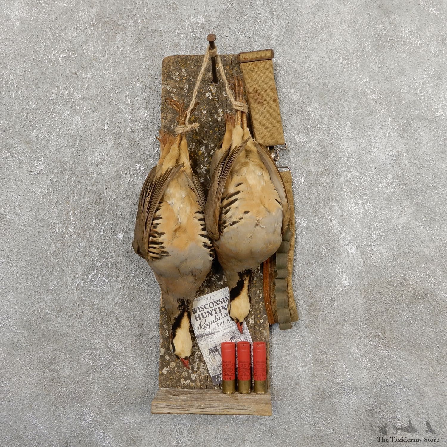 Captain's Classic Chukar Display Taxidermy Mount #19745 For Sale @ The Taxidermy Store