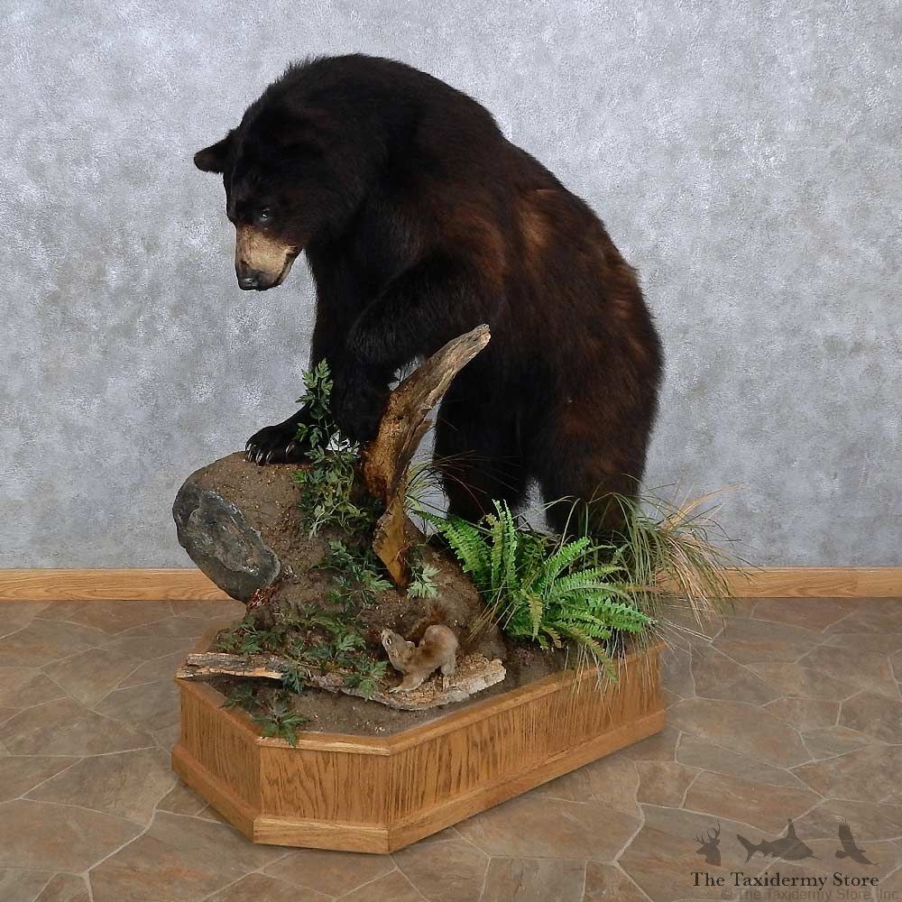 Black Bear Life-Size Mount For Sale #15640 @ The Taxidermy Store