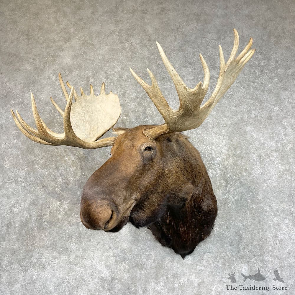 Moose Shoulder Mount For Sale #25715 @ The Taxidermy Store