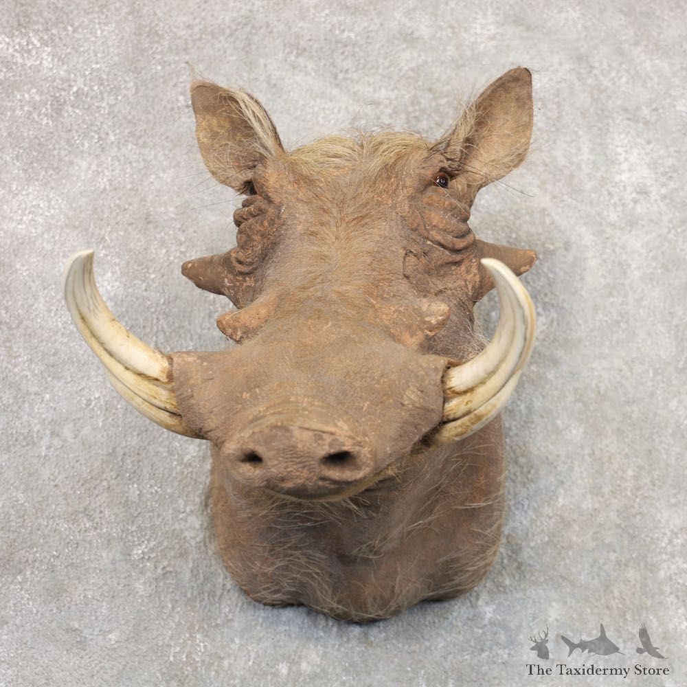 Laterite Warthog Shoulder Mount For Sale #22525 @ The Taxidermy Store