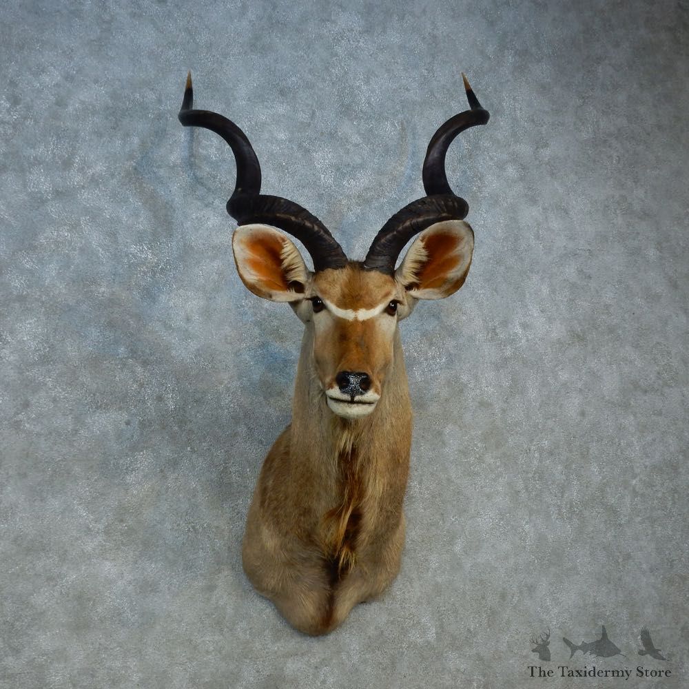 Greater Kudu Shoulder Mount For Sale #15311 @ The Taxidermy Store