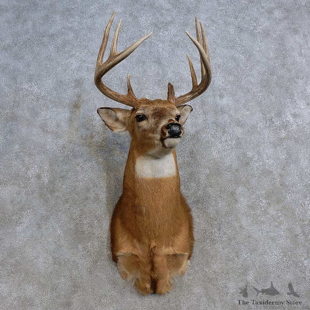 Whitetail Deer Shoulder Mount For Sale #15581 @ The Taxidermy Store