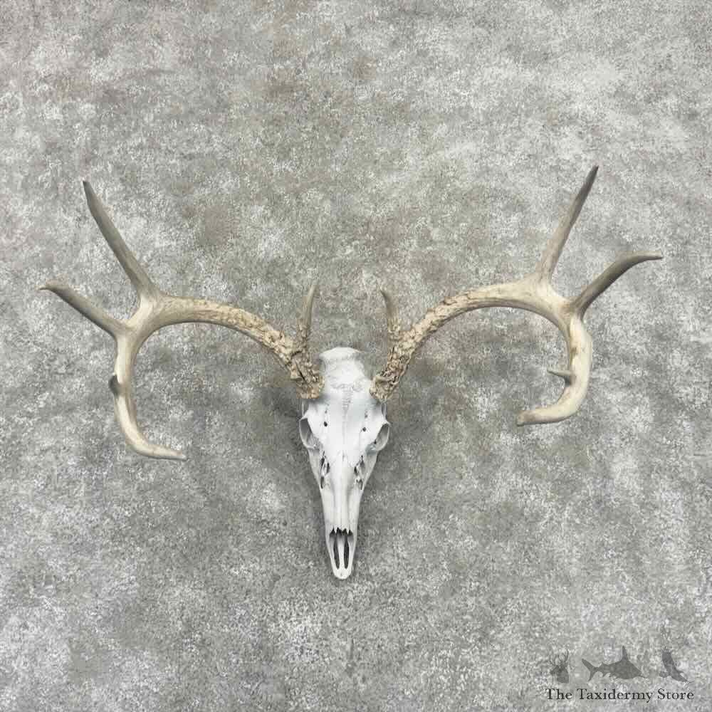Whitetail Deer Skull European Mount For Sale #32167 @ The Taxidermy Store