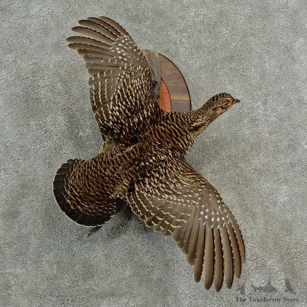Greater Prairie Chicken Bird Mount For Sale #17001 @ The Taxidermy Store