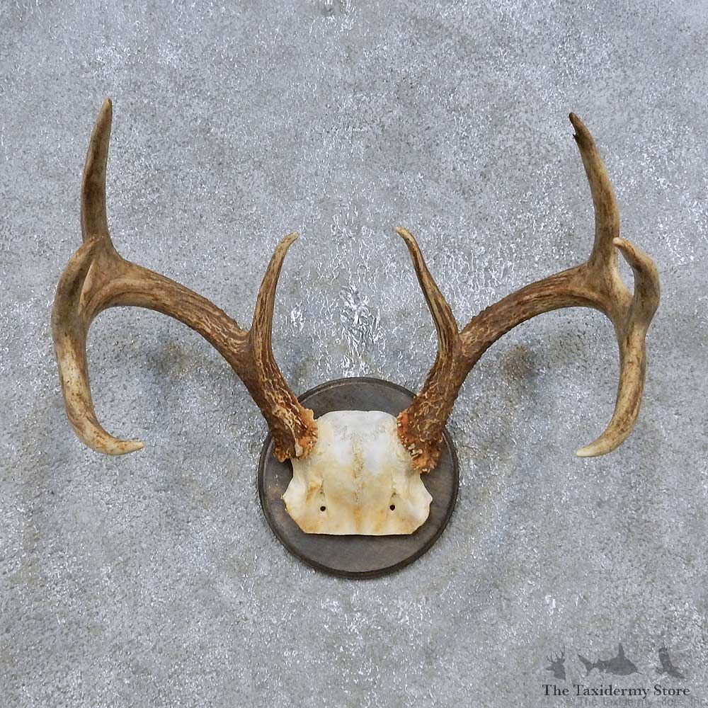 Whitetail Deer Antler Plaque Mount For Sale #14770 @ The Taxidermy Store