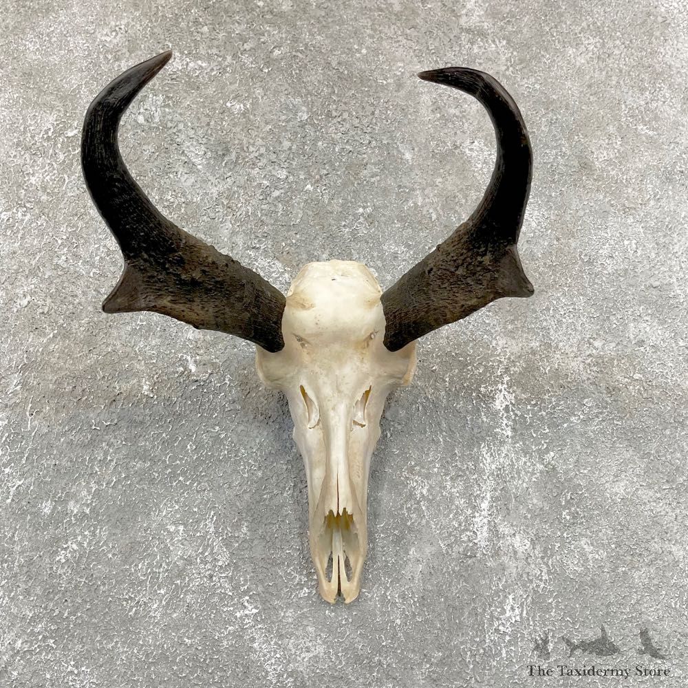 Pronghorn Skull & Horn European Mount #24257 For Sale @ The Taxidermy Store