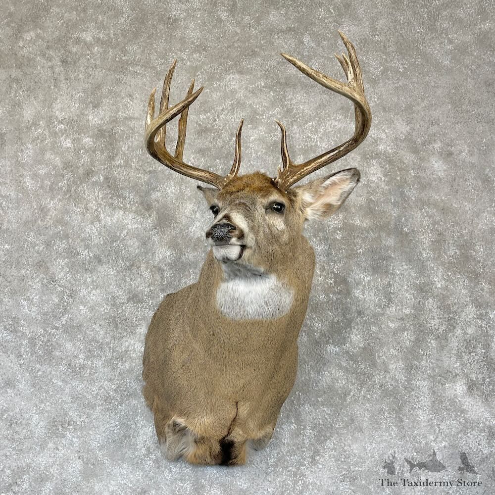 Whitetail Deer Shoulder Mount For Sale #28158 - The Taxidermy Store