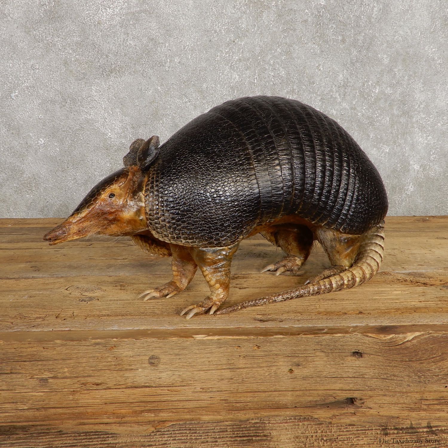 Armadillo Life-Size Mount For Sale #19930 @ The Taxidermy Stor