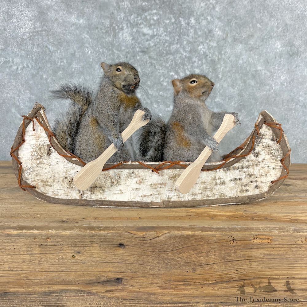 Canoeing Squirrels Novelty Mount For Sale #27007 @ The Taxidermy Store
