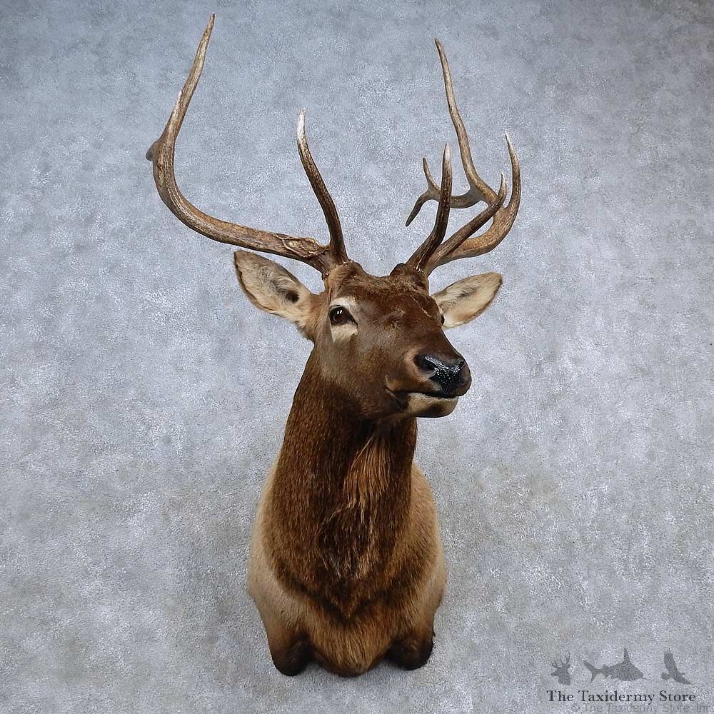 Rocky Mountain Elk Shoulder Mount For Sale #15681 @ The Taxidermy Store