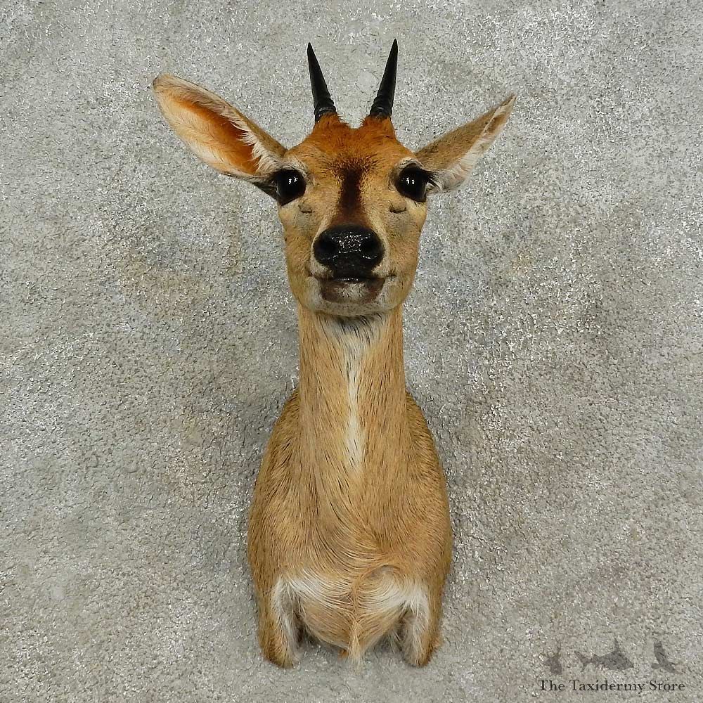 Bush Duiker Shoulder Mount For Sale #16922 @ The Taxidermy Store