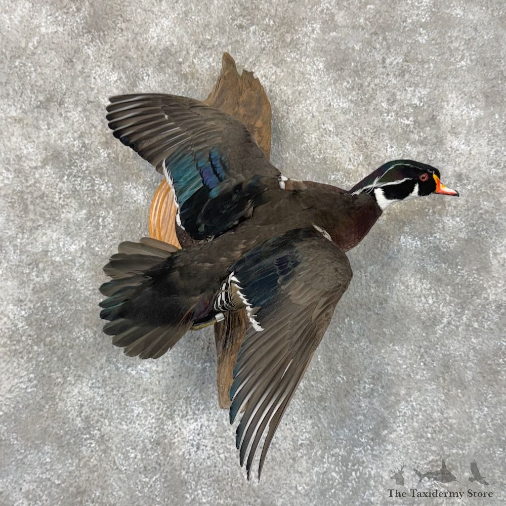Wood Duck Bird Mount For Sale #30099 @ The Taxidermy Store