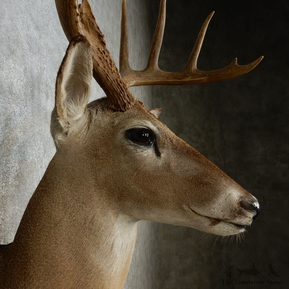 Whitetail Deer Shoulder Mount For Sale #15246 @ The Taxidermy Store